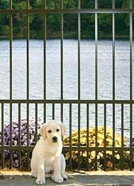 pet fence_700