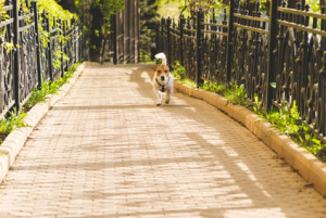 Cute dog walking on an alley