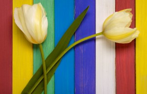 Two yellow tulips and colored wooden background