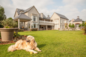 Golden Retriever at Home, lying relaxed in the beautiful big garden of the big mansion house where she lives.