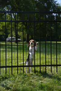 Aluminum Fence Dog Safety