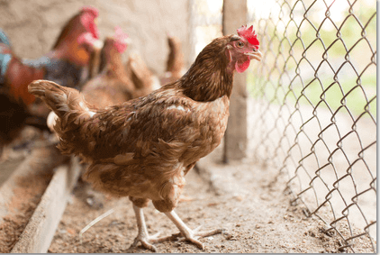 Chicken Chain Link Fence